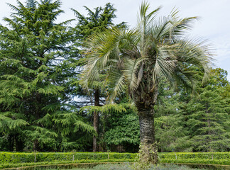 Palm tree Butia capitata, commonly known as jelly palm in spring day in Arboretum Park Southern Cultures in Sirius (Adler) Sochi. Palm with luxury turquoise leaves on Himalayan Cedar background