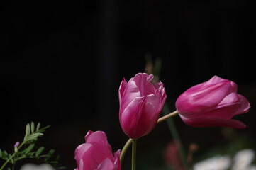 pink tulips on black background