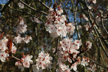 Pink cherry plum blossom, Prunus cerasifera nigra, black cherry plum, flowering cherry, blooming in springtime, Shropshire, England