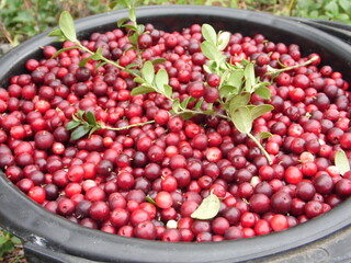 ripe cranberries