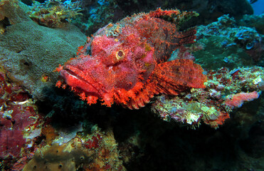 Fototapeta na wymiar A Bearded Scorpionfish resting on corals Boracay Philippines 