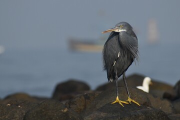 black heron