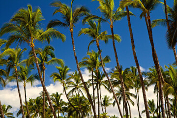 Obraz na płótnie Canvas coconut trees