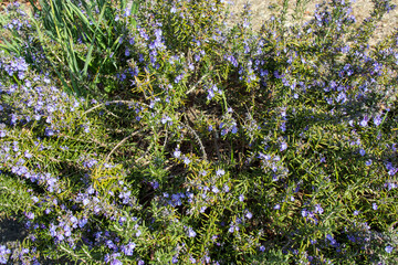 ローズマリーの紫の小花