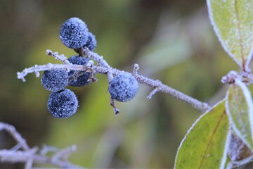 Wild, icy blueberries with blurred background, in Zandvoort