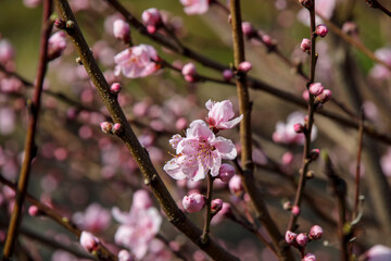 木の先に咲いたピンク色の花