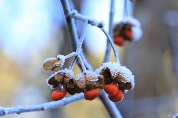 Red frozen berries with blurred background in Zandvoort