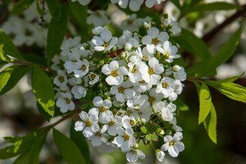 春に咲く雪柳の小さな白い花
