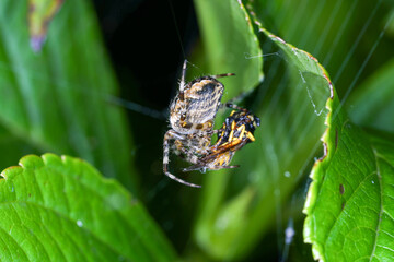 Spiders in Germany with net and taken as macro in best quality
