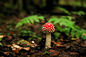 beautiful fly agaric with a bright red hat in the forest