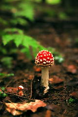 beautiful fly agaric with a bright red hat in the forest