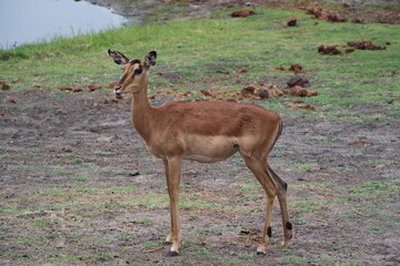 animal in a nationalpark in namibia