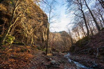 autumn in the forest