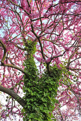 Cercis siliquastrum with ivy on the trunk