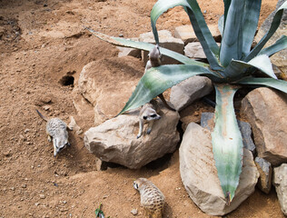 Playing meerkats on sand between rocks. Mongoose. Suricat suricatta in Zoo. Cute animal.