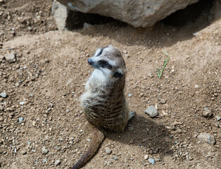 Seeting meerkat looks back. Mongoose. Suricat suricatta in Zoo. Cute animal. Curious meerkat.