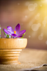 spring early purple crocuses in a wooden pot