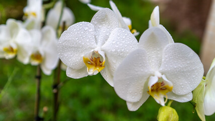 Naklejka na ściany i meble Beautiful white phalaenopsis orchid flower. Blooming orchid patterns in the garden with a blurred natural background.