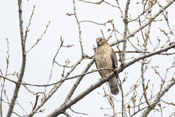 red-shouldered hawk (Buteo lineatus) 