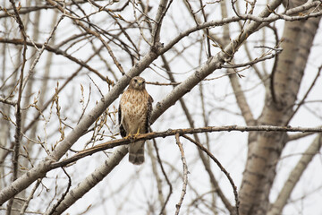 red-shouldered hawk (Buteo lineatus) 