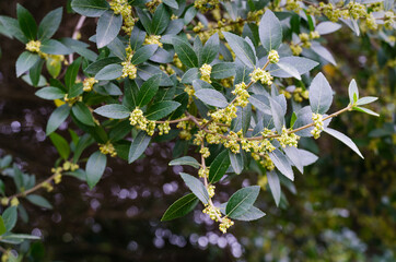 Beautiful flowering Phillyrea Latifolia commonly known as Jasmine Box, Green Olive Tree or Mock Privet close-up. Evergreen tree grows in Arboretum Park Southern Cultures in Sirius (Adler) Sochi.
