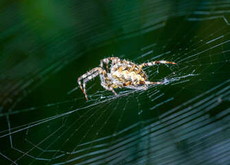 Spiders in Germany with net and taken as macro in best quality
