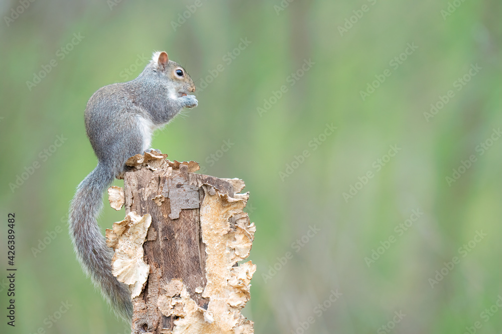 Canvas Prints grey squirrel