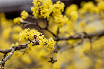 bee on yellow flowers in spring