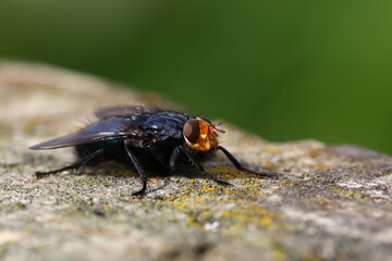 Close up Fly on a Tree Stump