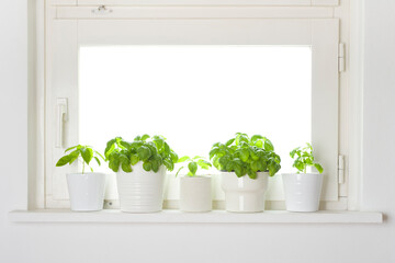 Fresh potted cooking herbs on window sill with copy space
