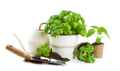 Garden tool set with seedlings vegetable isolated on white background