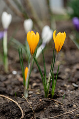 Obraz premium blooming crocuses in spring in the garden