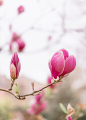 Magnolia tree in blossom, pink flowers close up
