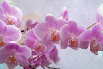 Beautiful delicate orchid flowers shot in soft light