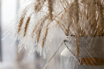 Russia. Saint-Petersburg. Frost on the cut ears. Winter frosts.
