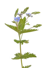 Veronica chamaedrys flower