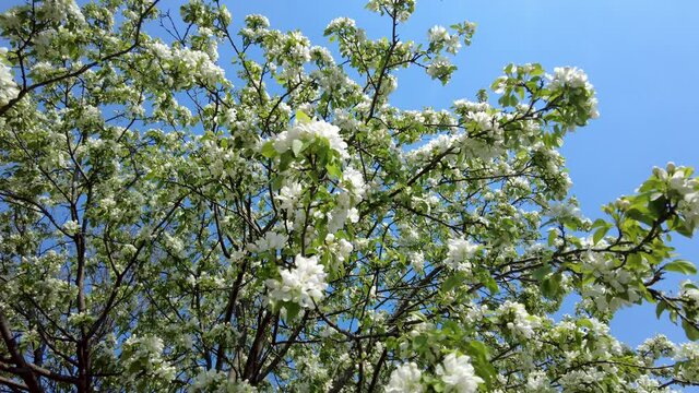 Close up, isolated image of a tree in Carroll Creek park of Frederick at full blossom in early april. The branches move in the breeze. A sunny day with clear sky.