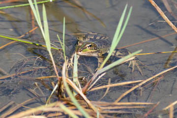 Pelophylax perezi frog camouflaged in its environment
