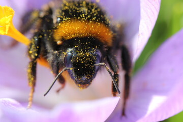 Bumblebee on a White Flower
