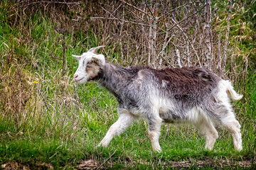 Fototapeta premium Close up of a small brown and white goat trotting along country path