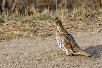 Ruffed Grouse (Bonasa umbellus) on a gravel road during early spring. Selective focus, background blur and foreground blur 
