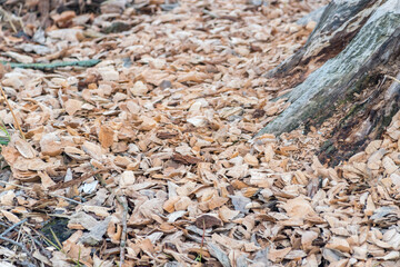 Sawdust made by beaver near tree. Beaver is cutting a tree to build a dam.
