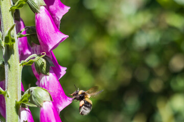 Bumblebee fly to Purple Foxglove