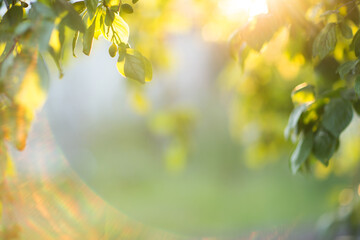 summer garden in sunlight. natural background