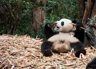 giant panda eating bamboo