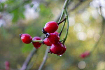 close up of red rose hips winter fruit with a natural green background - Powered by Adobe