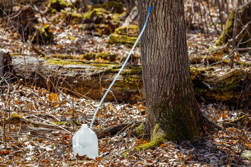 Food grade container used for collecting maple sap during spring in a sugar bush. Selective focus, background blur and foreground blur 
