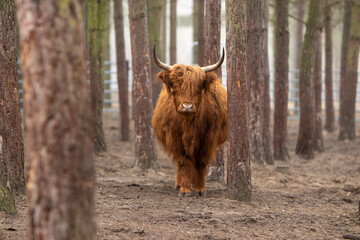 Highland 