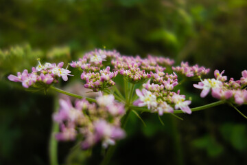 cluster of pink and white wild flowers isolated on a dark green natural background