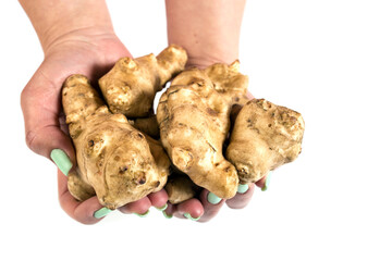 Jerusalem artichokes in female hands. Edible vegetble roots in hands.